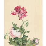 Product info: 複製 畫心 郎世寧畫仙萼長春罌粟