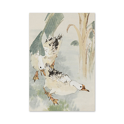 明信片：張書旂 畫芭蕉鵝