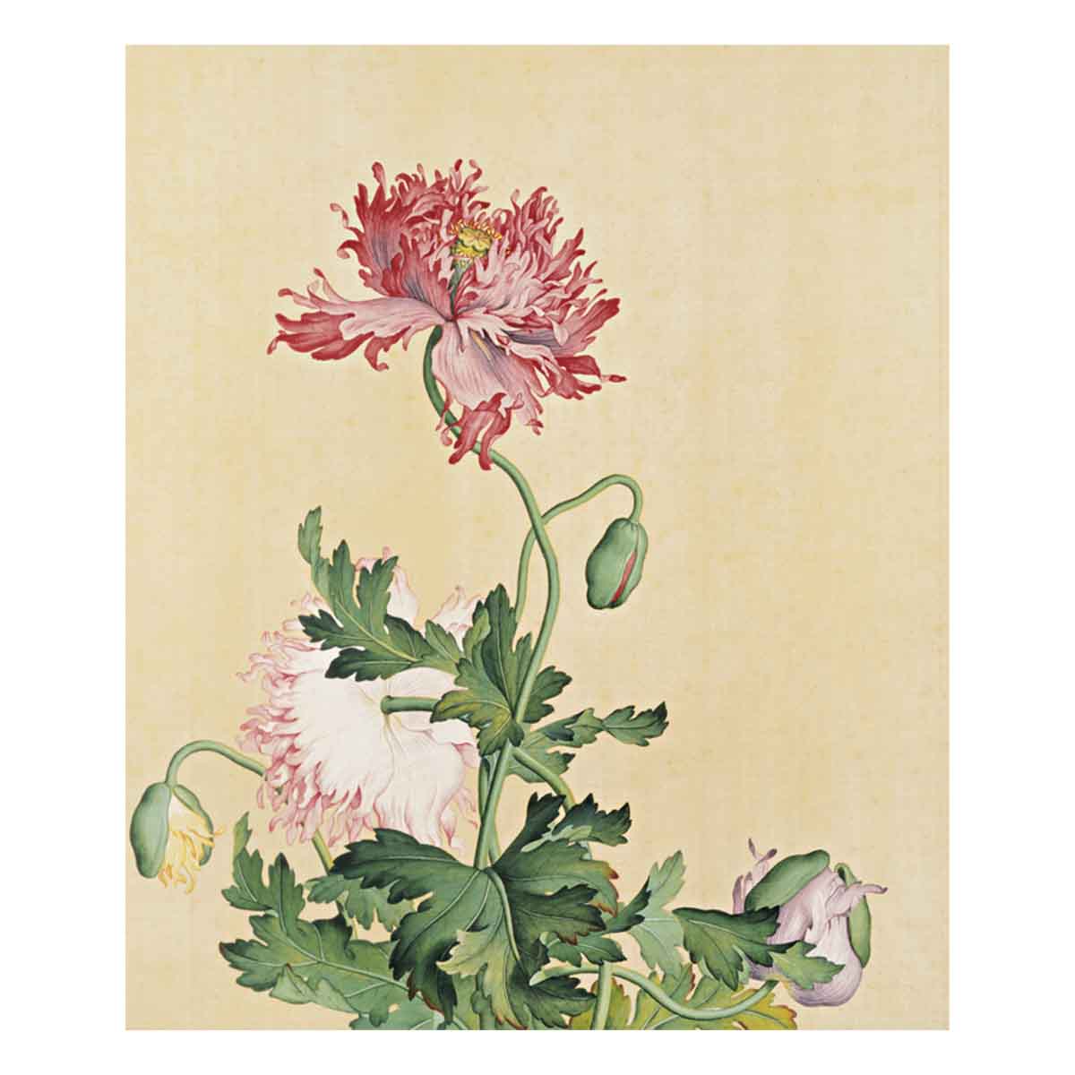 故宮精品網路商城- 複製畫心-郎世寧仙萼長春冊-罌粟