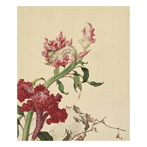 複製 畫心-郎世寧 仙萼長春冊-雞冠花