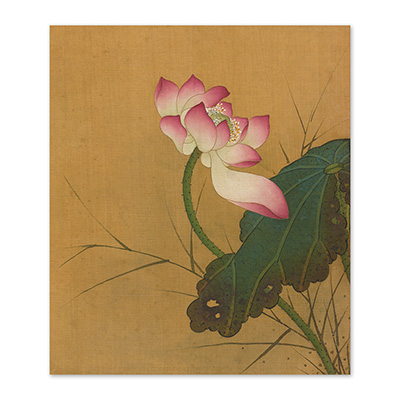 畫心:清 王武 摹古花卉十二幀　冊　荷