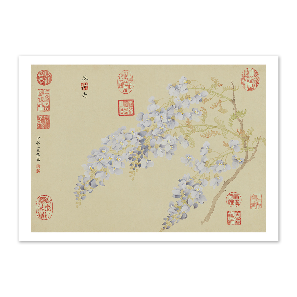 蔵出し　古美術　宮廷画家　清鄒一桂作掛け軸　菊花鄒一桂(1688年-1772年) 故宮精品網路商城- 圖卡:清鄒一桂畫藤花軸
