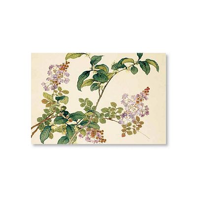Product info: 明信片 十二月花神 桂花紫薇